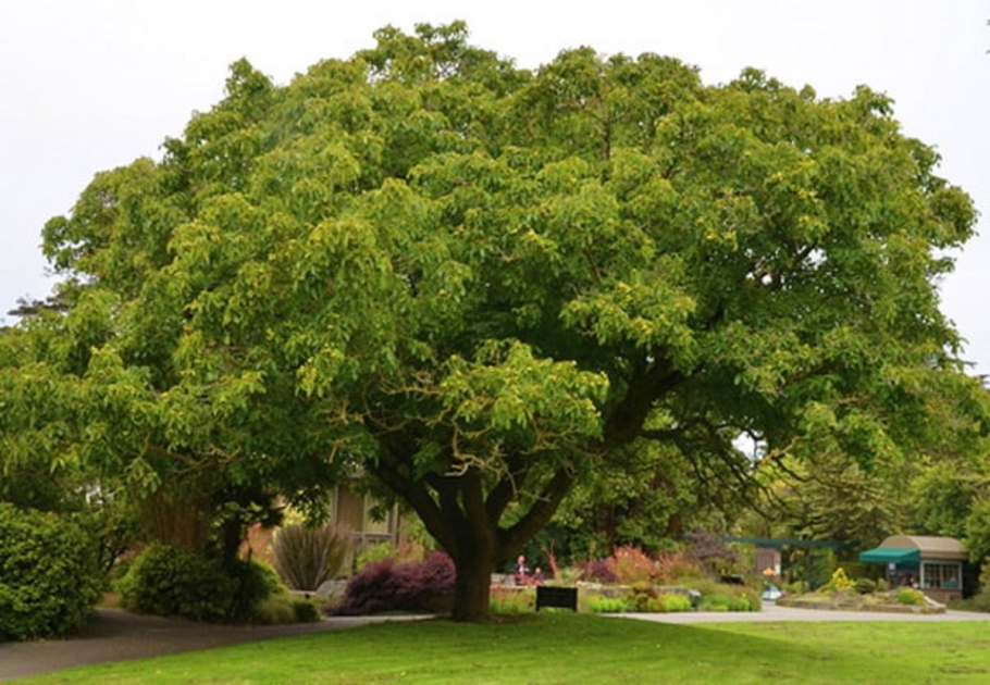 Дерево грецкого орех Астаховский