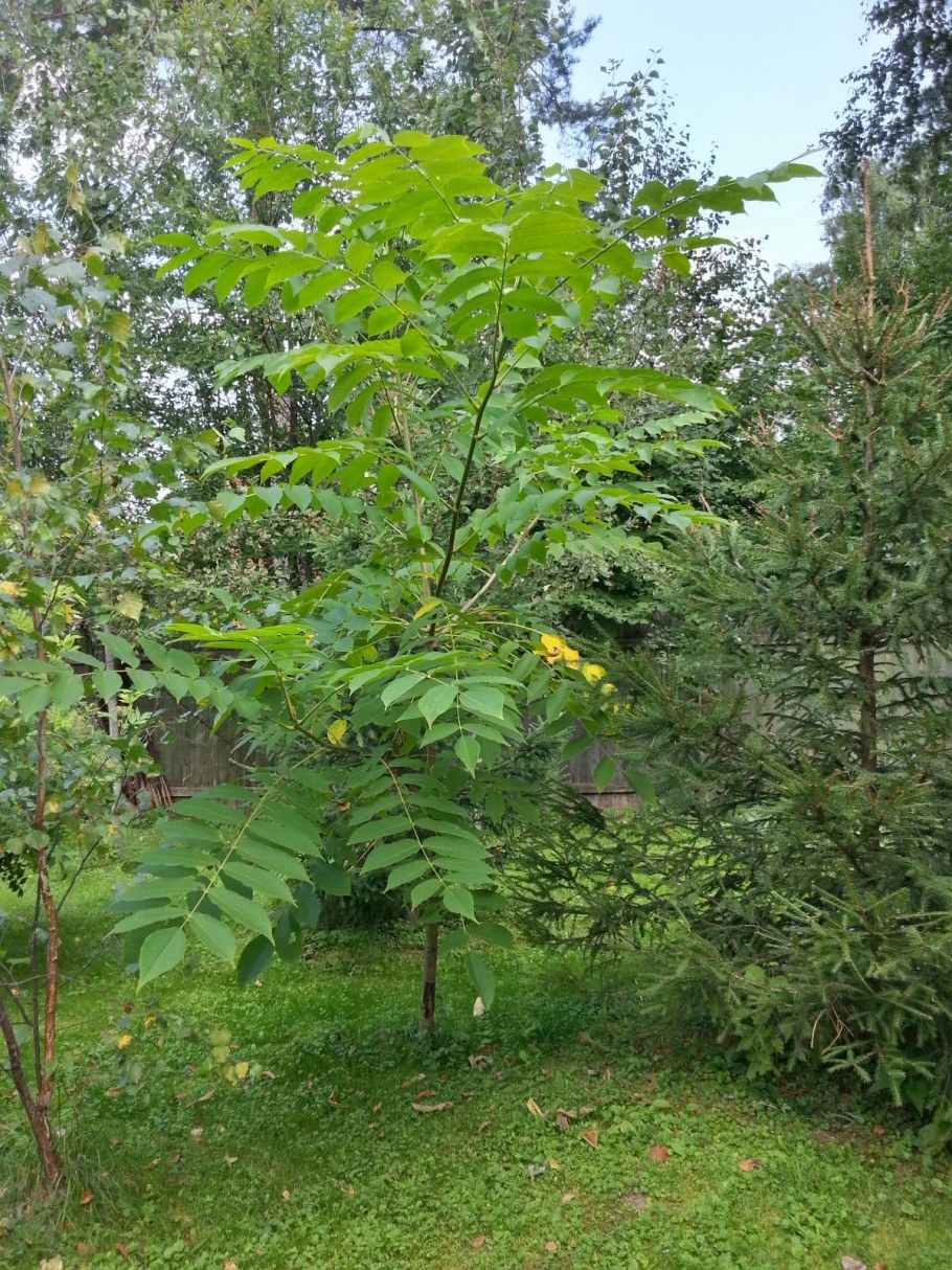 Орешник маньчжурский