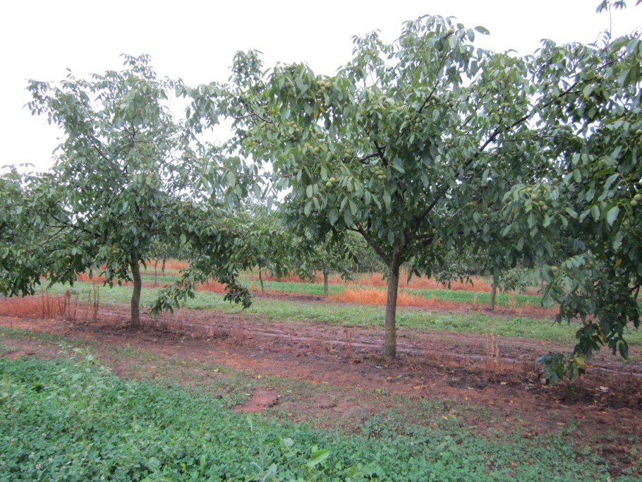 Интенсивный сад грецкого ореха