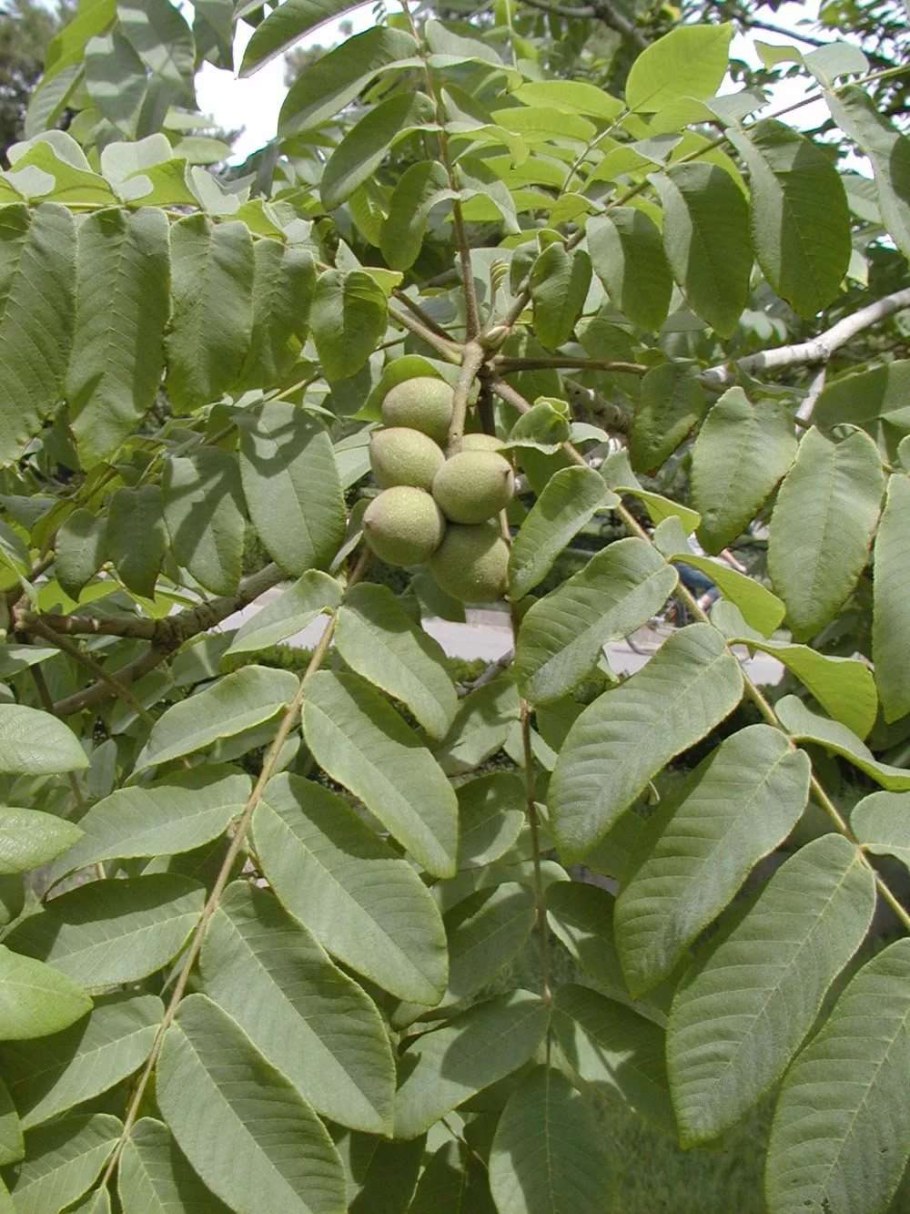 Орех маньчжурский (Juglans nigra l.)