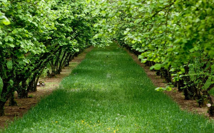 Фундуковый сад в Дагестане