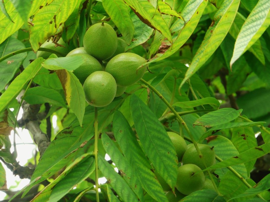 Дальневосточный маньчжурский орех