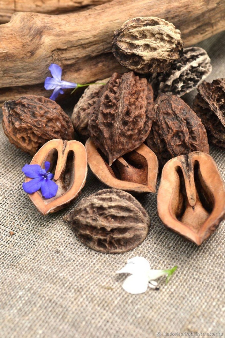 Орех маньчжурский (Juglans mandshurica)