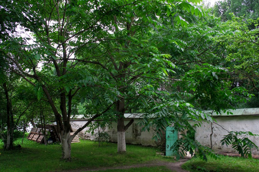 Орех маньчжурский (Juglans mandshurica)