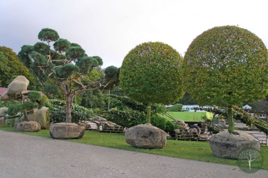 Орех маньчжурский в ландшафтном