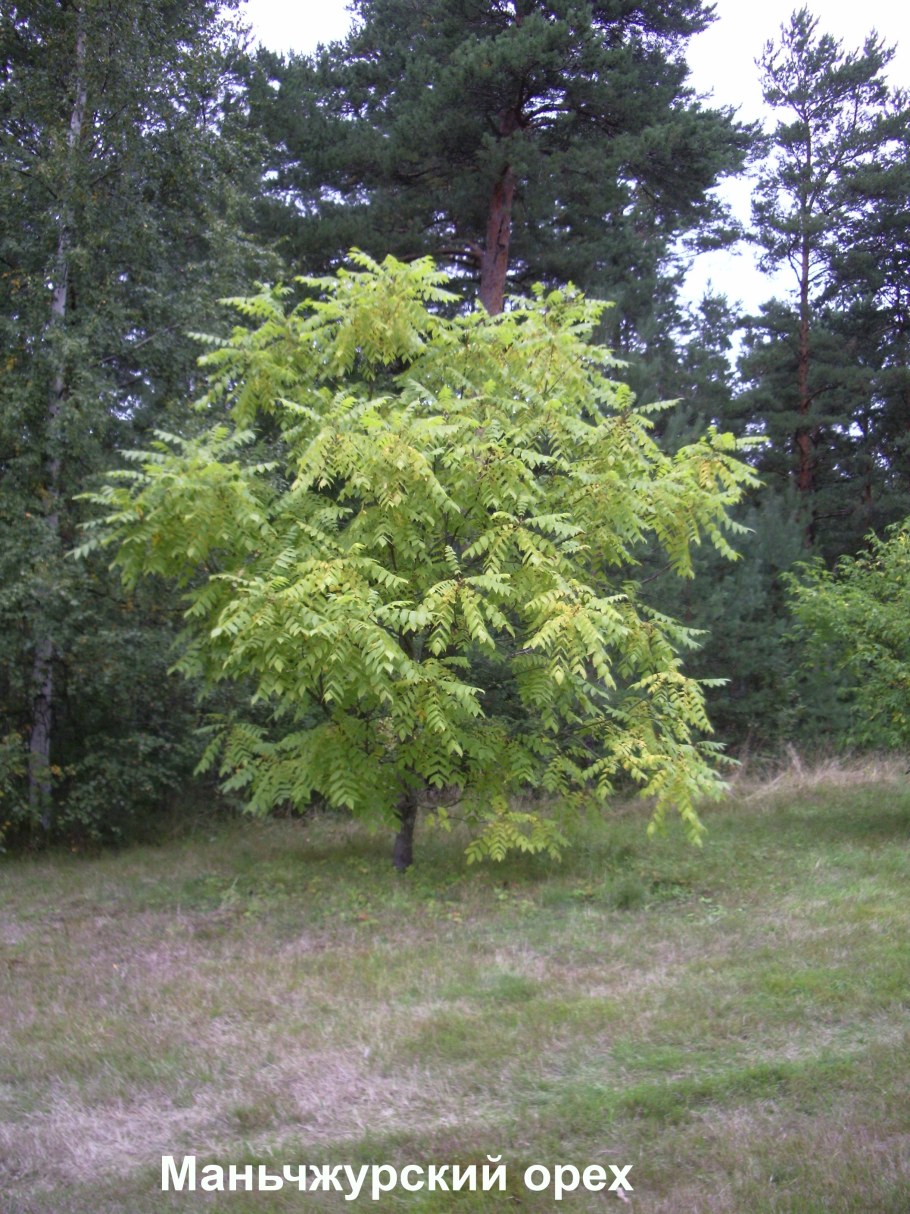 Орешник маньчжурский