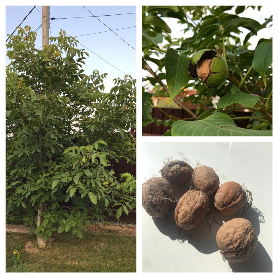 Грецкий орех - габитус