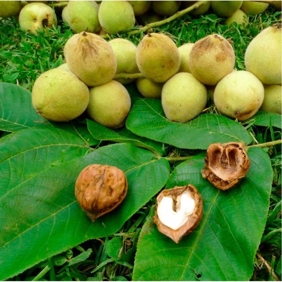 Маньчжурский грецкий орех дерево