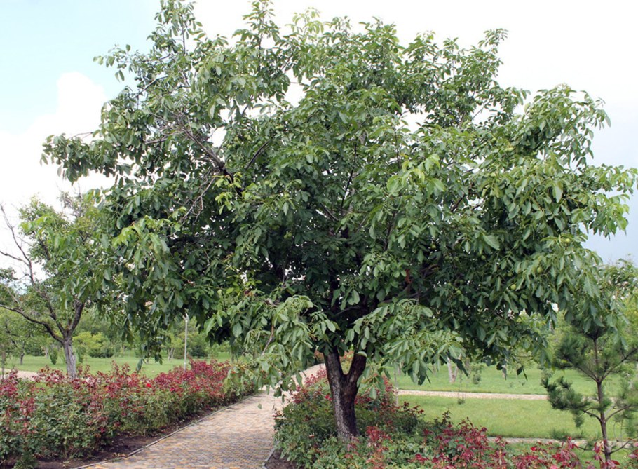 Грецкий орех дерево