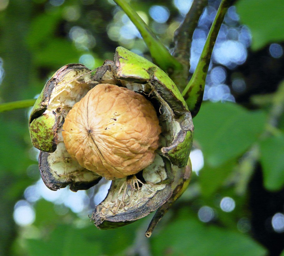 Орех грецкий крупноплодный