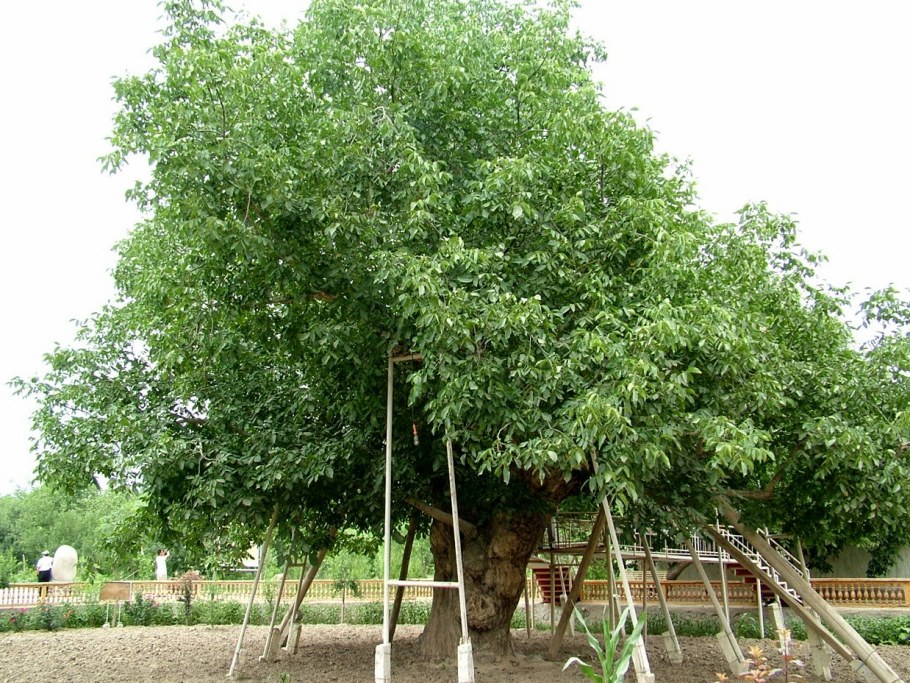 Крона орехового дерева грецкого ореха