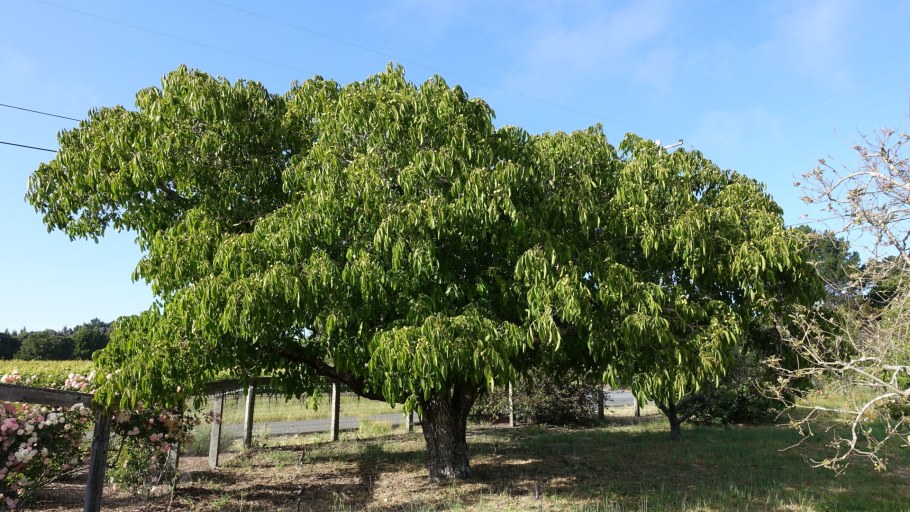 Орех грецкий (Juglans Regia)