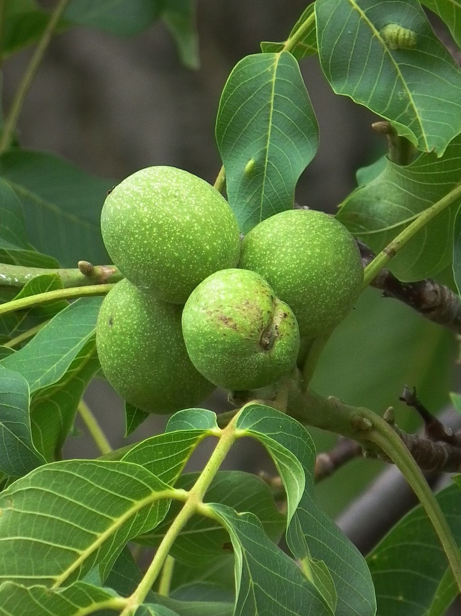 Орех грецкий (Juglans Regia)
