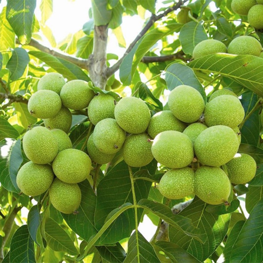 Низкорослые скороплодные грецкие орехи