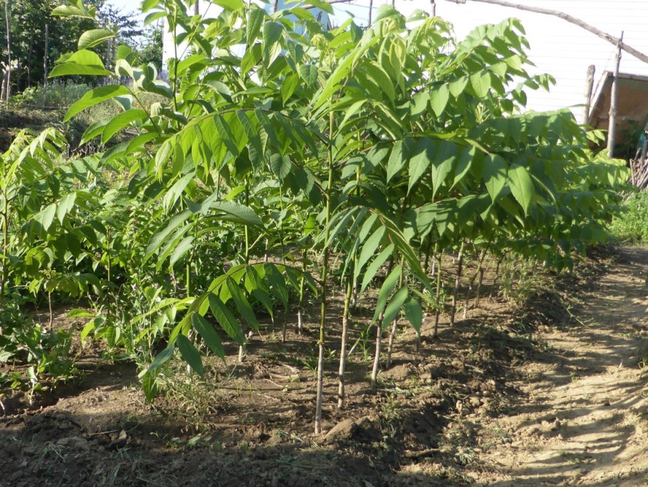 Орех маньчжурский (Juglans nigra l.)