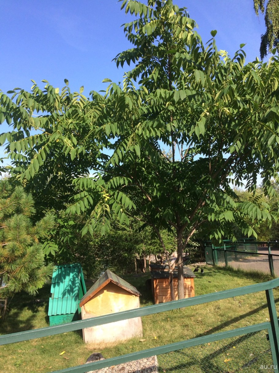 Маньчжурский орех и грецкий орех