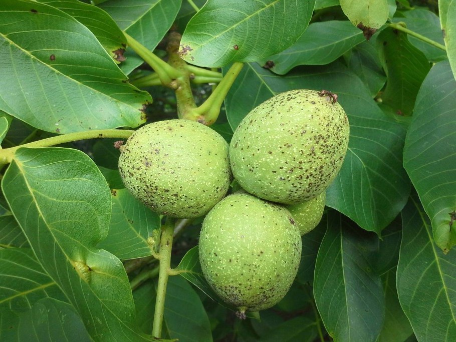 Грецкий орех Juglans Regia l.