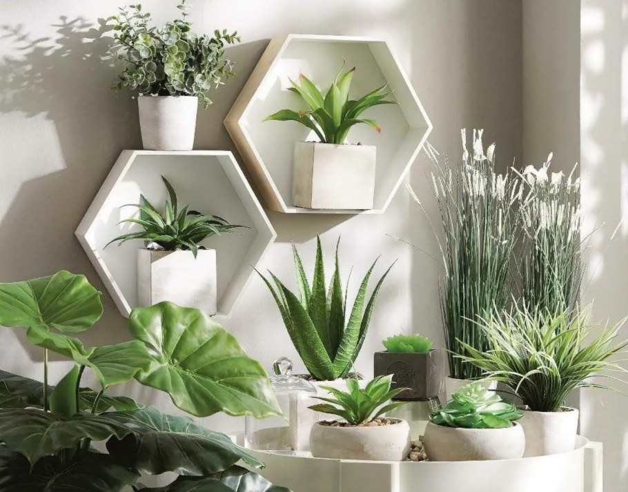 Растения в горшках в интерьере