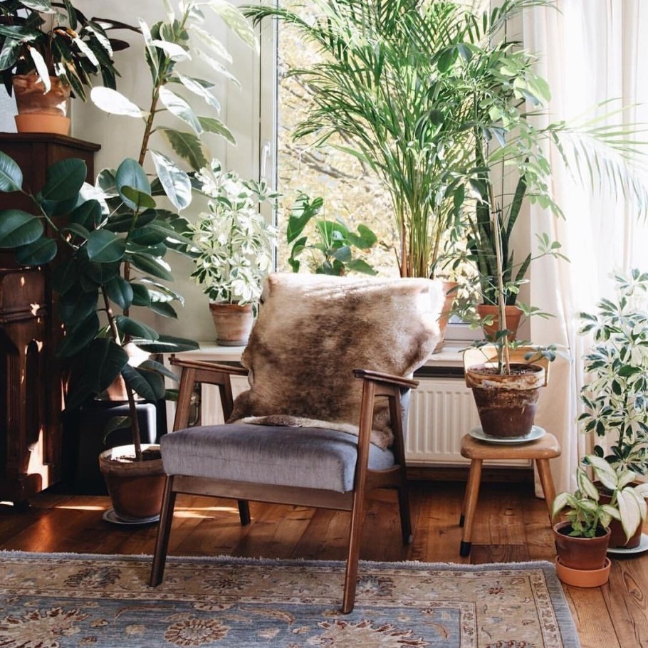 Комнатные цветы в Интер