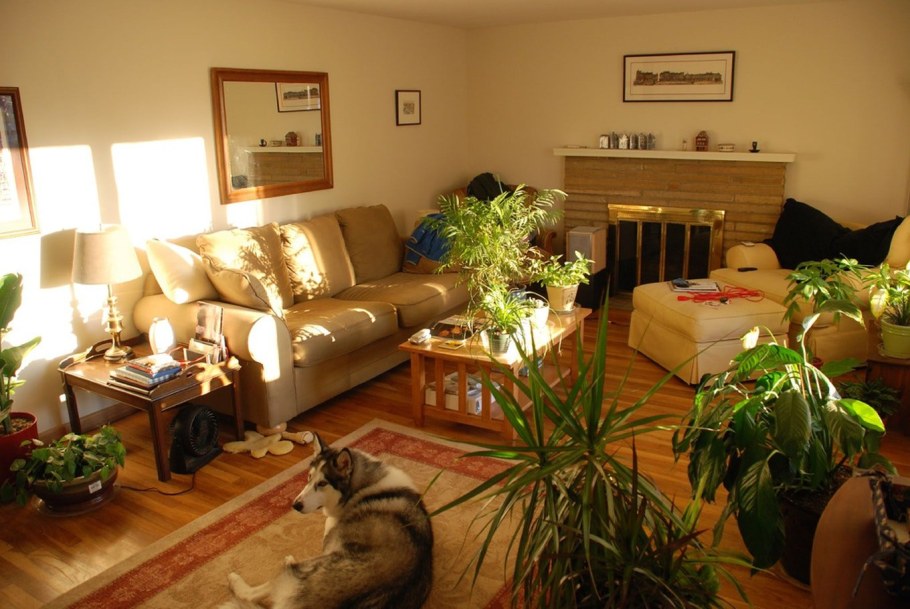 Комната с растениями