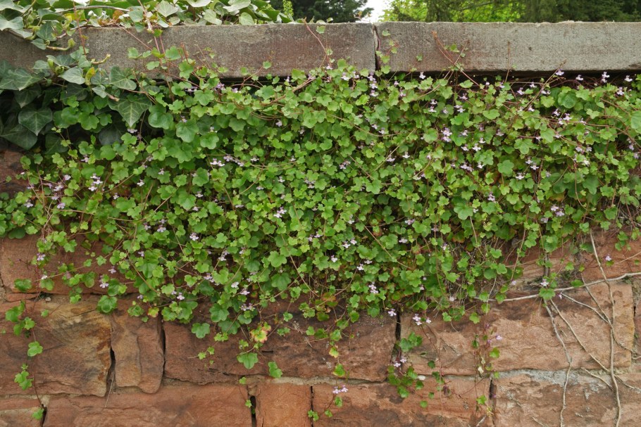 Цимбалярия почвопокровная,