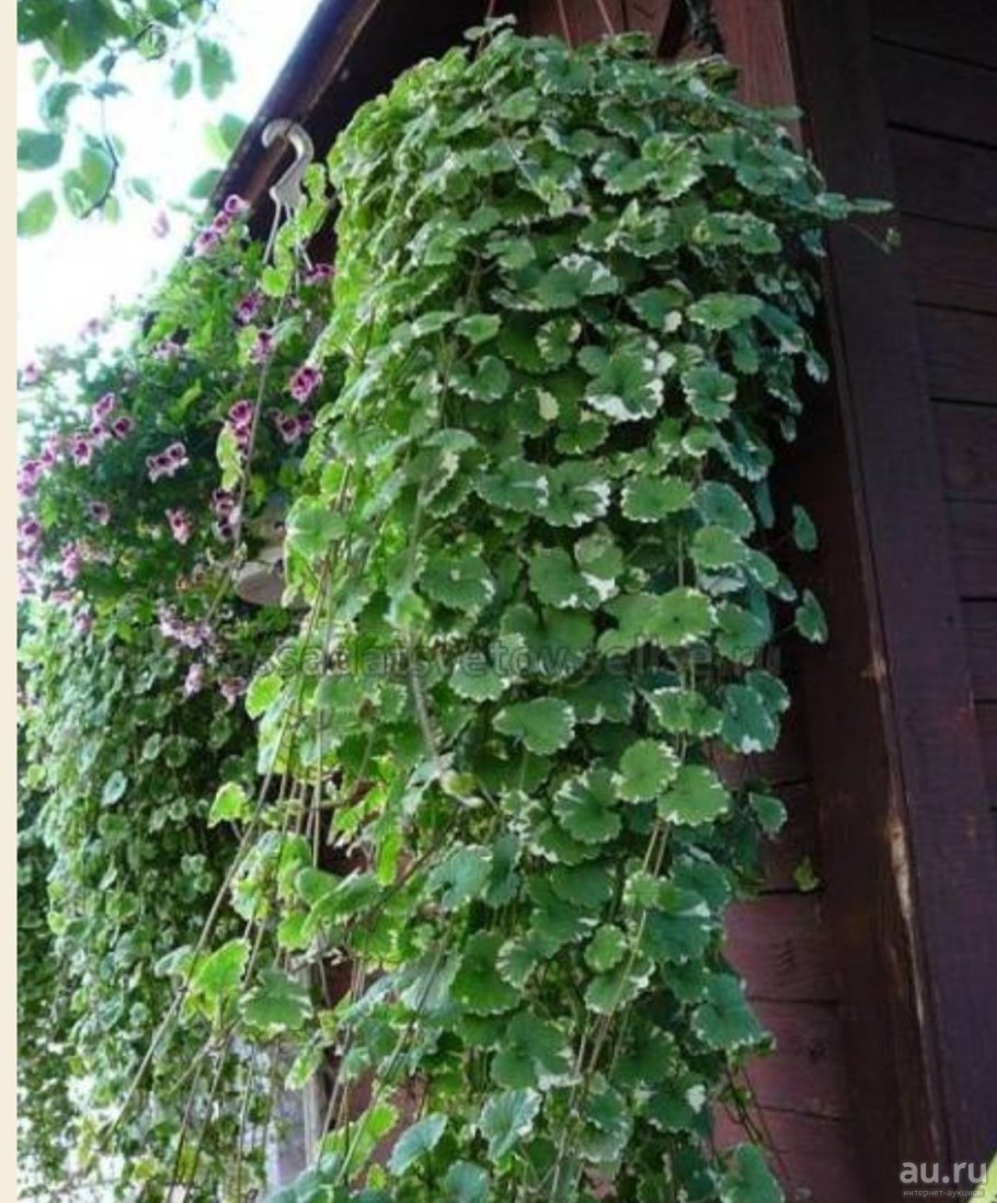 Будра ампельная