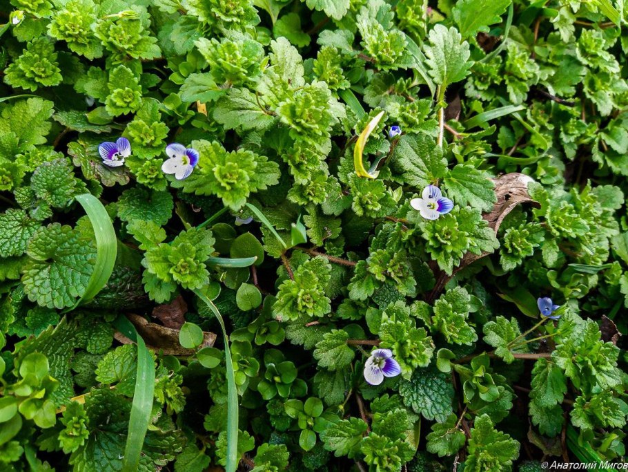 Будра ампельная