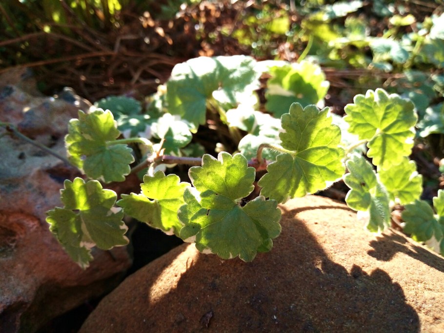 Будра волосистая