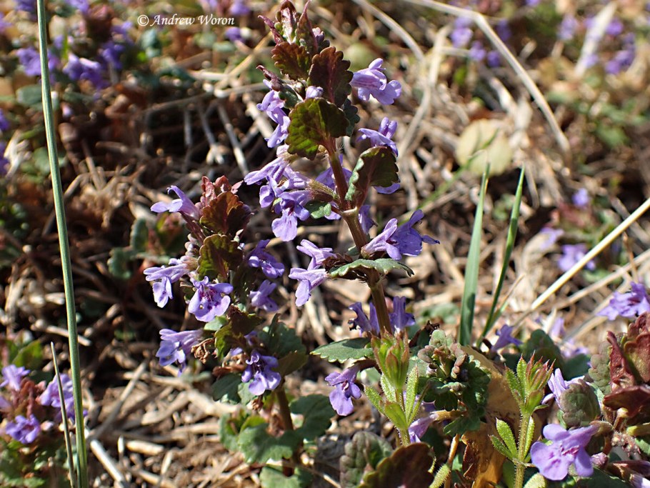 Будра плющевидная