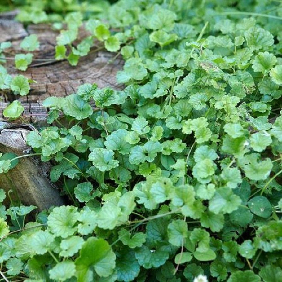 Будра плющевидная листья