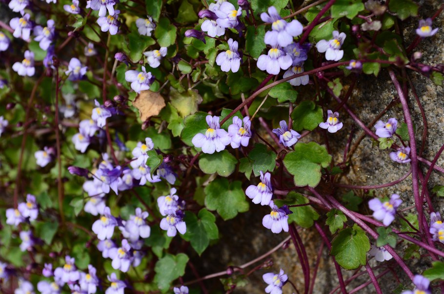 Цимбалярия пристенная