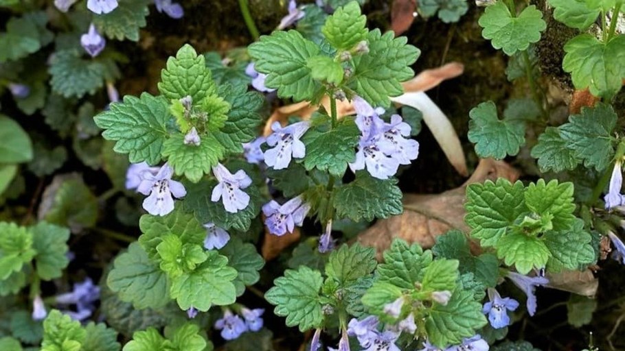 Будра глехома