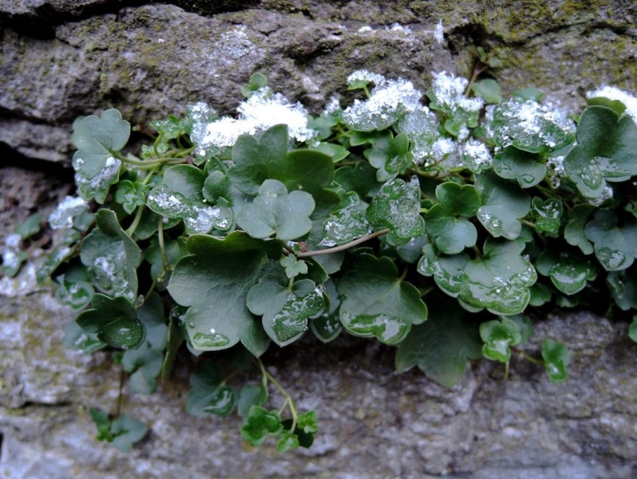 Цимбалярия почвопокровная,