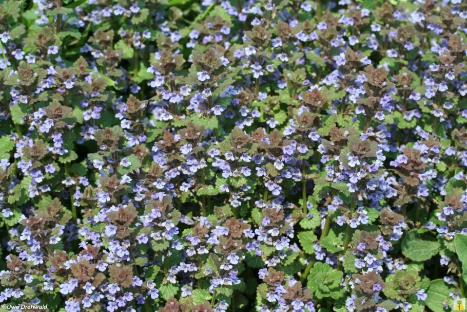 Будра глехома