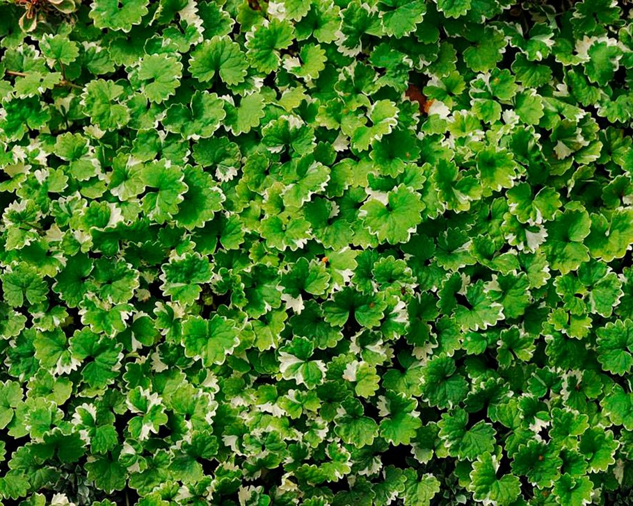 Будра глехома ползучая