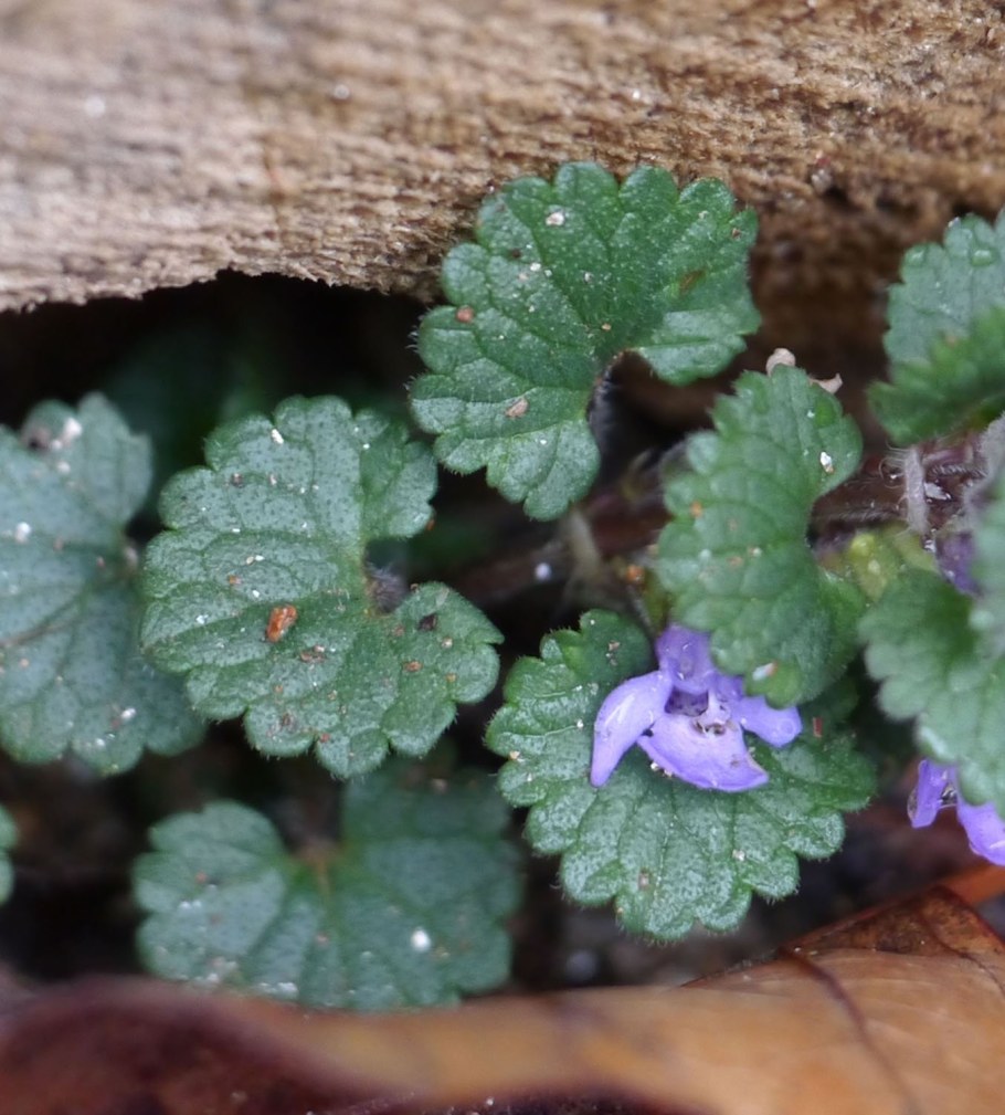 Будра глехома ползучая