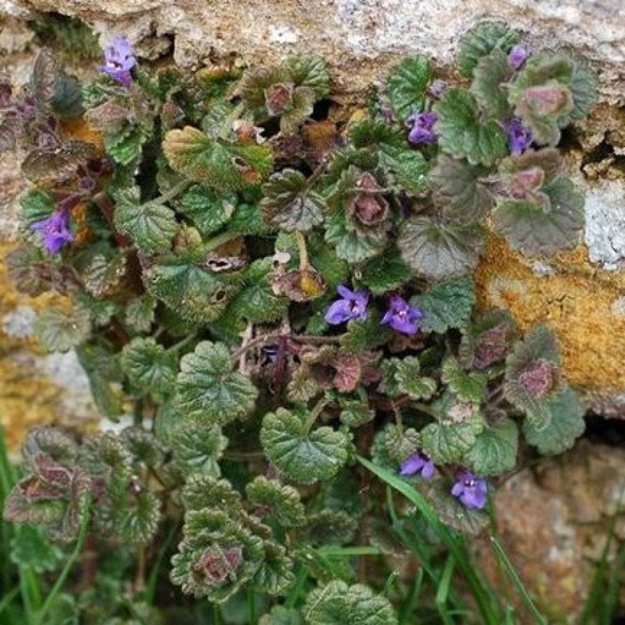 Будра глехома