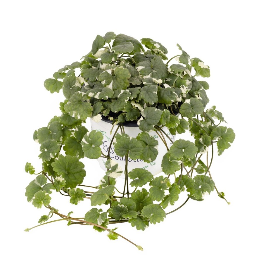 Глехома будра плющевидная Вариегата