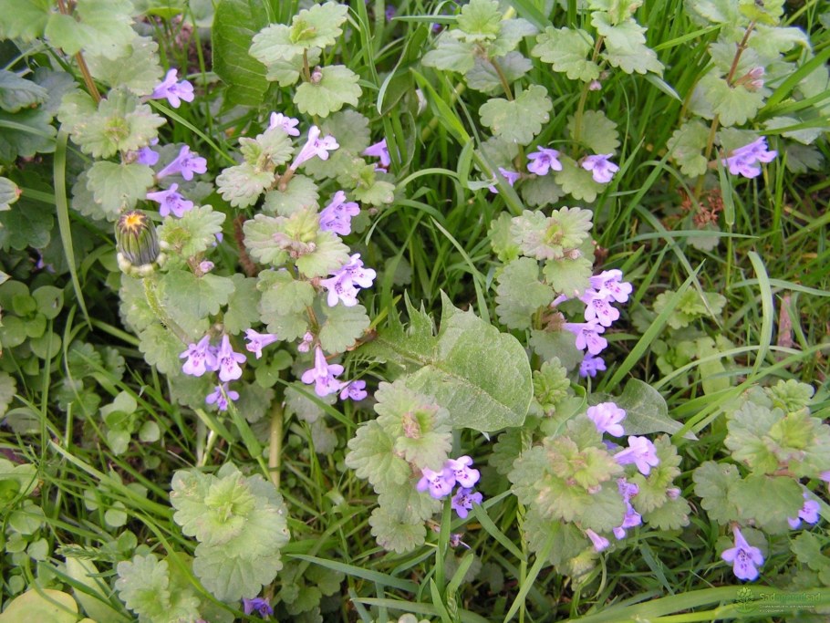 Будра плющевидная пестрая