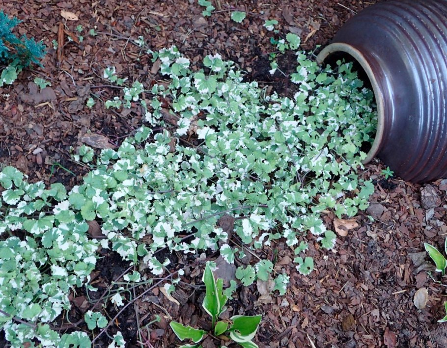 Глехома variegata Colin