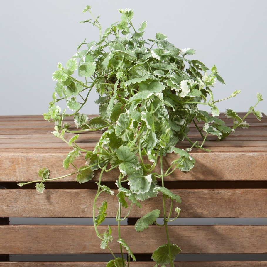 Будра глехома Вариегата