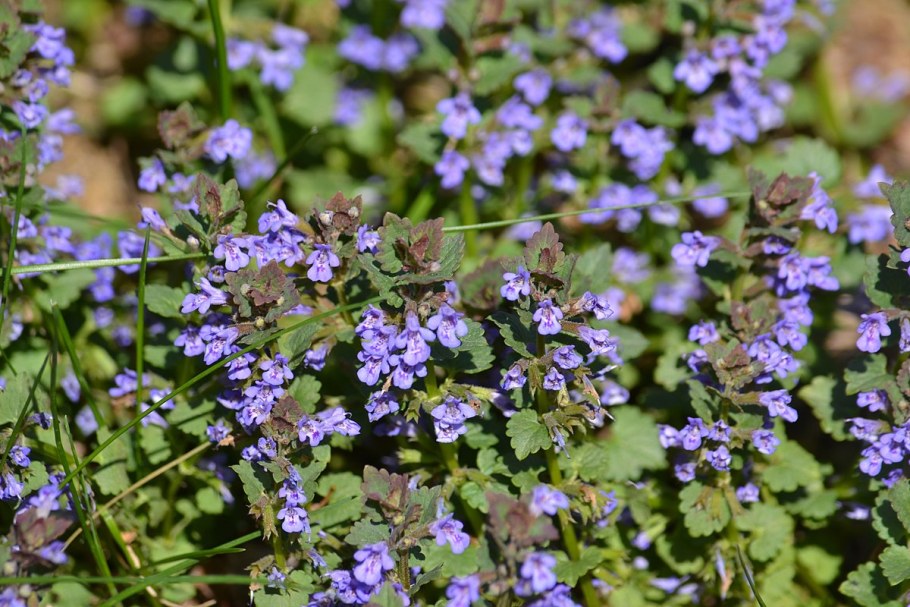 Будра глехома