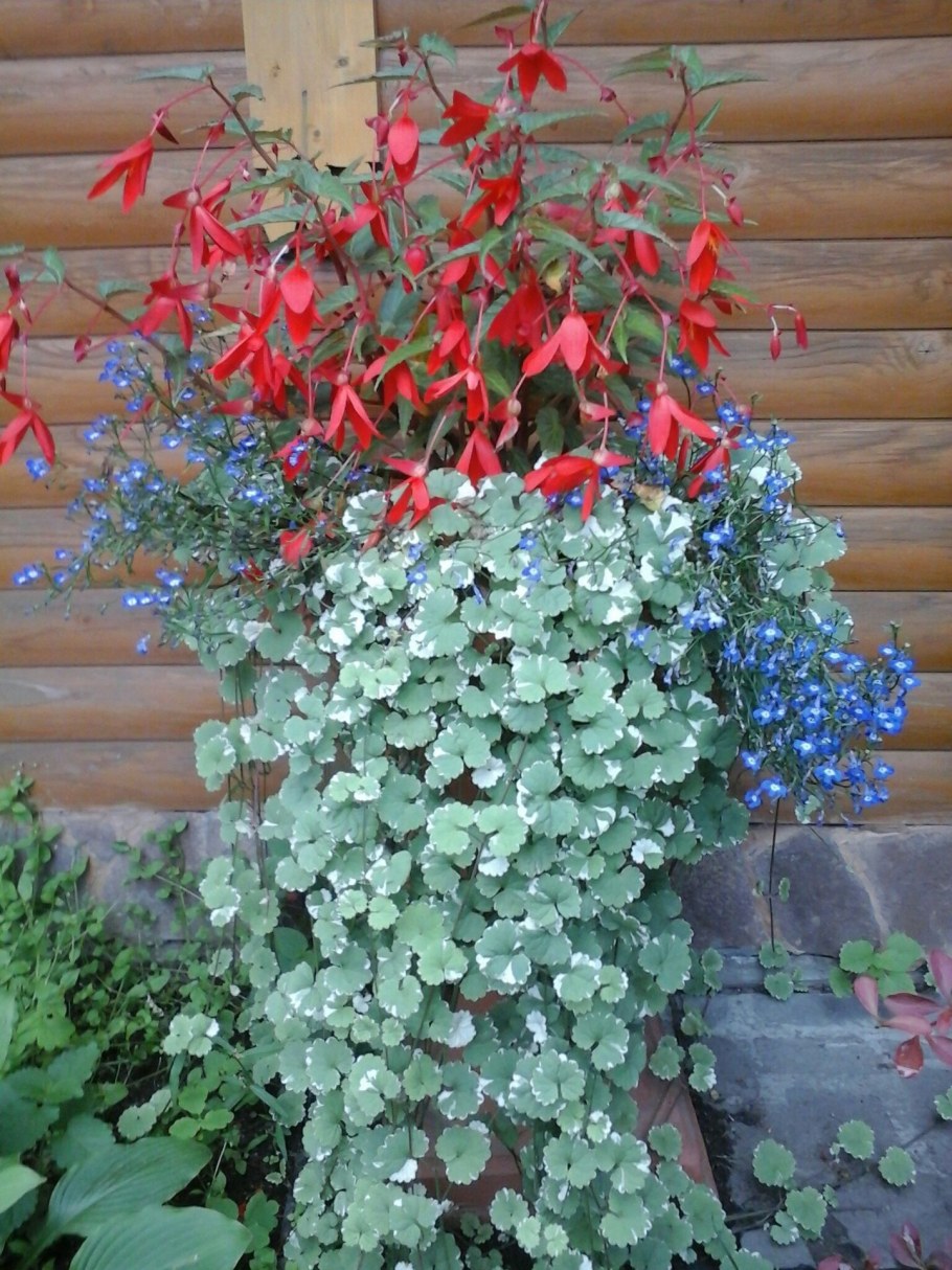 Дихондра Сильвер Фоллс