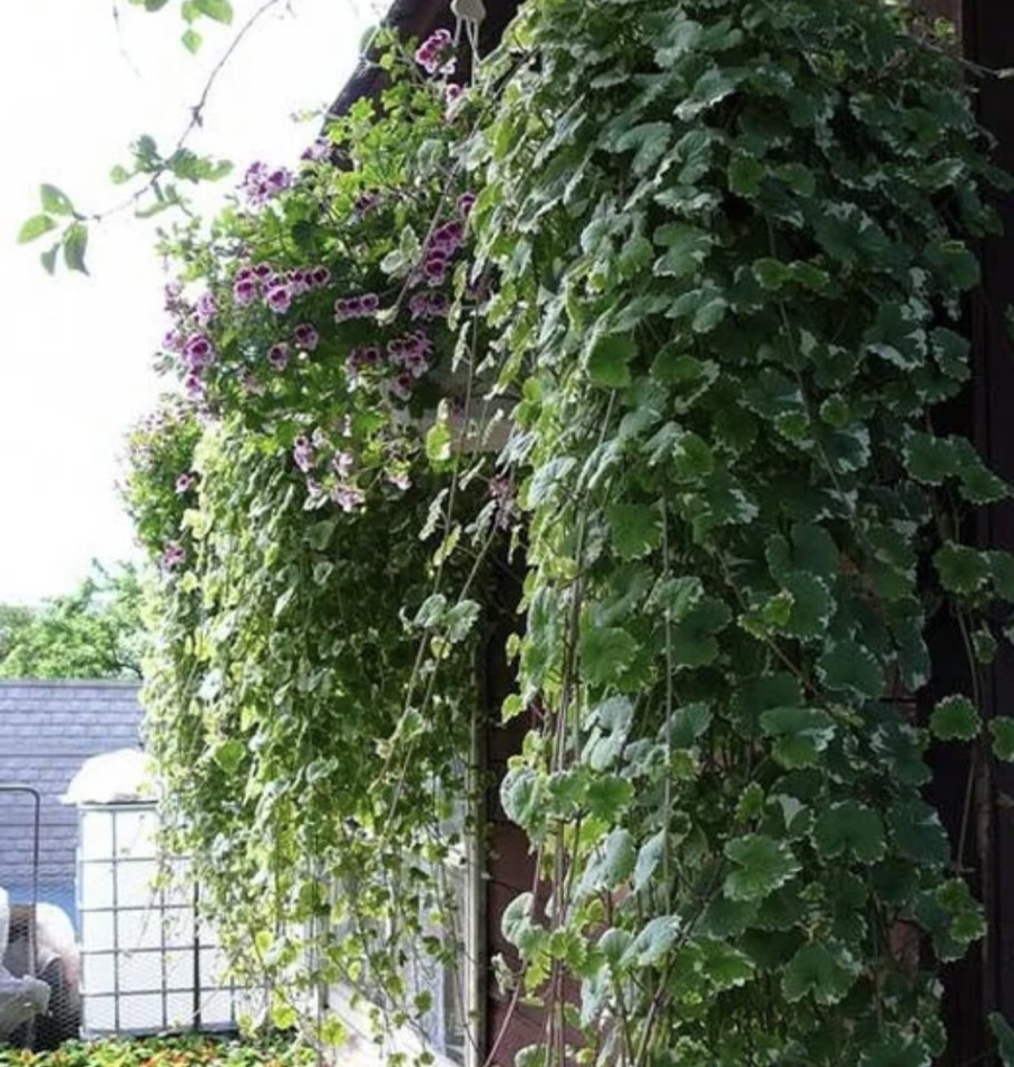 Глехома будра ампельная