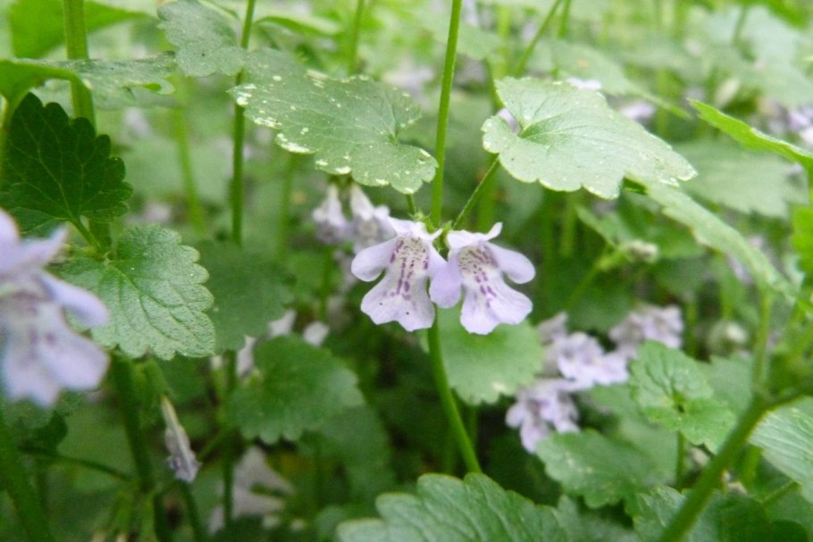Собачья мята будра плющевидная