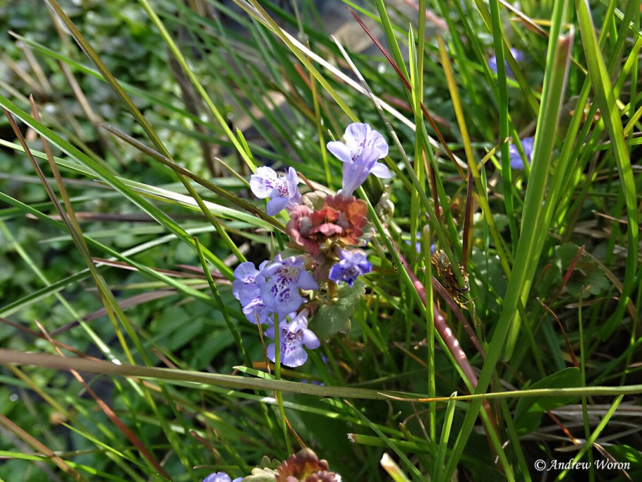 Виола плющевидная