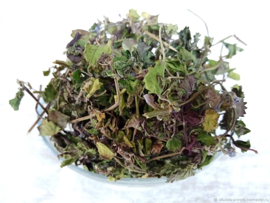 Будра плющевидная