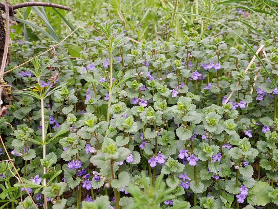 Будра собачья мята