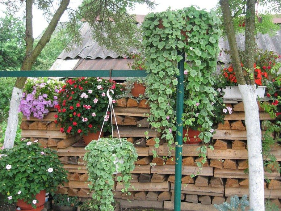 Будра глехома