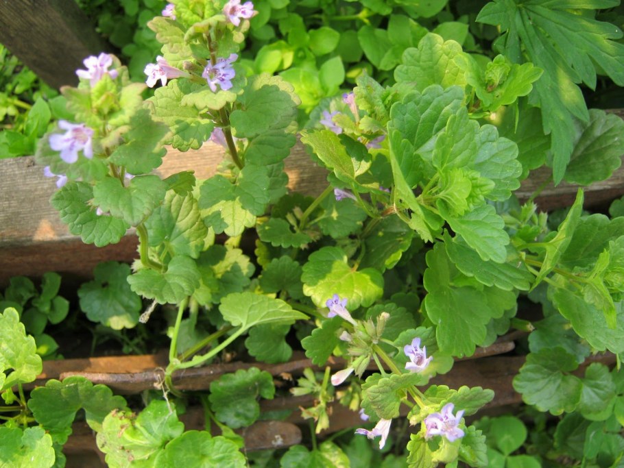 Сорняк будра плющевидная